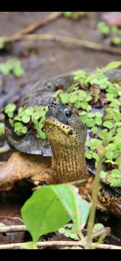 Cabinas El Muellecito Tortuguero Eksteriør billede