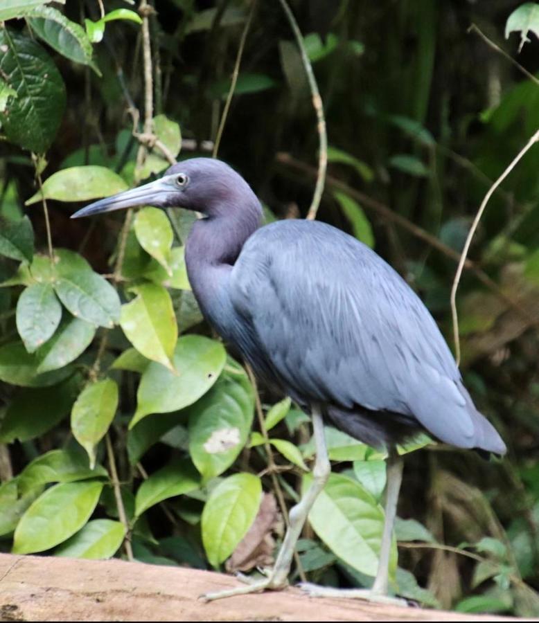 Cabinas El Muellecito Tortuguero Eksteriør billede